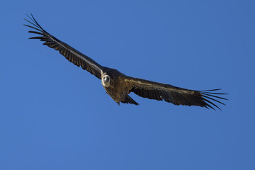 Buitre leonado en la Sierra de Guadarrama