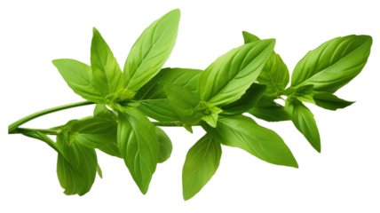 Fresh green leaves branch of Thai lemon basil or hoary basil tropical herb plant isolated on a transparent background