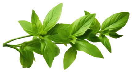 Foto op Canvas Fresh green leaves branch of Thai lemon basil or hoary basil tropical herb plant isolated on a transparent background © PNG