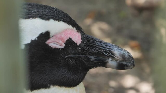 Face of African penguin as it blinks and sleeps