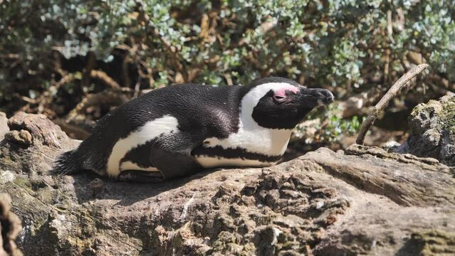 African Penguin basks peacefully in the sun, atop a fallen tree trunk