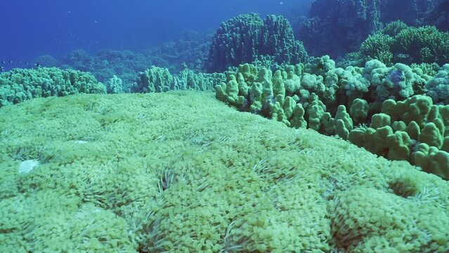 Camera moves forward over large Flowerpot coral or Anemone coral (Goniopora columna) colony in coral garden, Slow motion
