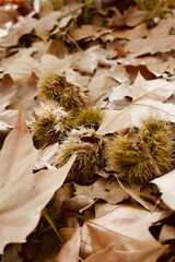 Fresh chestnuts on dry leaves in the middle of the autumn forest.
