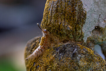 HairyСaterpillar