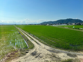 初夏の田園風景