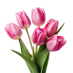 Group of pink tulips isolated cutout on transparent white background