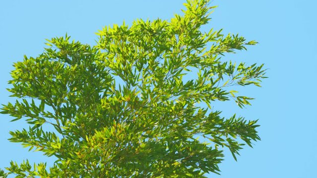 Fresh Green Dense Bamboo Forest Under Clear Blue Sky. Green Bamboo Tree With Clear Blue Sky. Slow motion.
