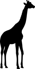 Giraffe  silhouette
