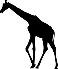Giraffe  silhouette
