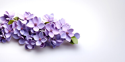 Purple Liclac flowers on a white background with copy space.