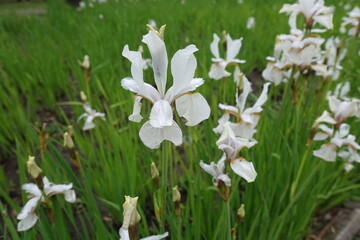 Fototapeta premium Close view of white flower of Siberian iris in May