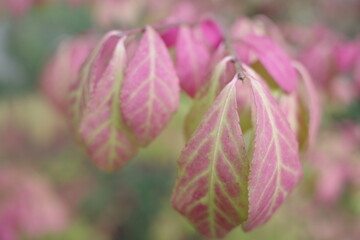 close up of pink leaves