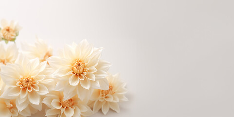 Dahia flowers on a white background with copy space.