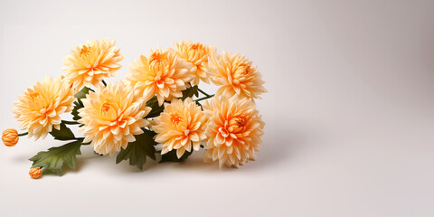 Chrysanthemum flowers on a white background with copy space.