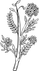 Hand Drawn Branch and Leaves