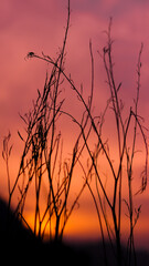 dried silhouette of a tree in sunset