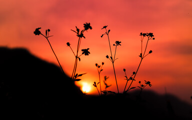 Obraz premium silhouette of grass in sunset background