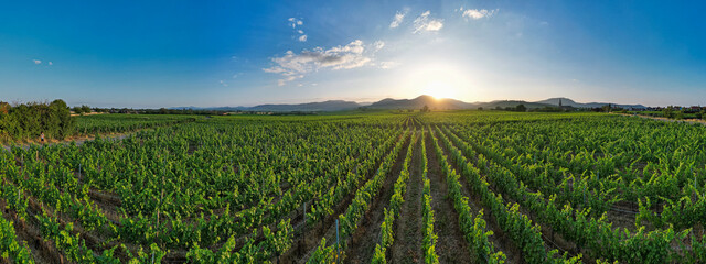 Aerial panoramic view above the beautiful grape vines and vineyards of Alsace France	 - obrazy, fototapety, plakaty