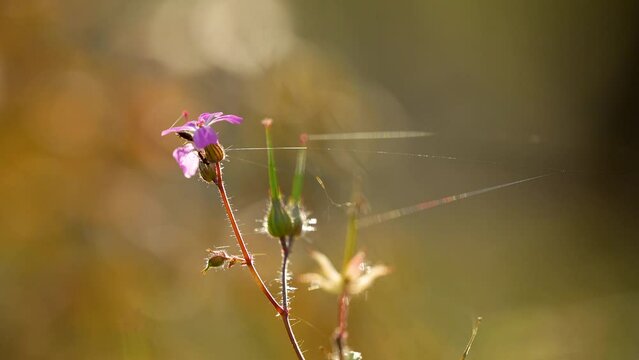 Roberts geranium - Geranium robertianum - blooming in the sun rays in a macro close-up