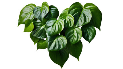 Heart-shaped dark green leaf of philodendron tropical foliage plant, indoor houseplant isolated on transparent white background 