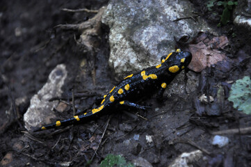 Salamander amphibian in the forest