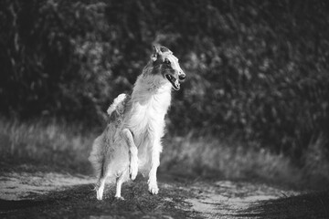 Russian Dog, Borzoi Dog Playfully Jumping On Walk. Fast Russian Hunting Sighthound. Russkaya Psovaya Borzaya Dog Outdoor. Black And White Photo. Bw Photo.