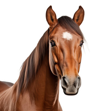 horse face shot isolated on transparent background cutout