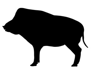 Wildschwein