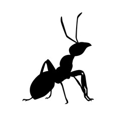 ant silhouette