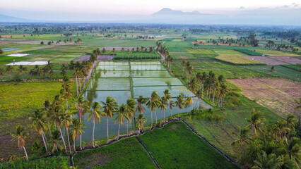 rice plants surrounded by coconut trees, green grass and reflections of coconut trees in the rice fields. with a mountainous background, east Java Indonesia