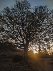 tamarind tree on the hill with sunset