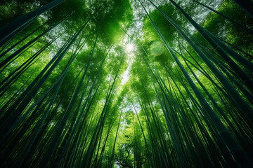 Naklejka premium Low Angle Shot of Tall Bamboo Trees in Forest AI Generative