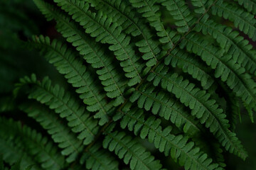 Floral green leaf pattern background, dark nature concept, real photo