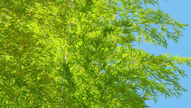 Beautiful Green Leaves Bamboo With Blue Sky. Bamboo Trees At Tropical Forest. Still.