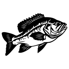 Fishing bass  isolated,Hand-drawn.