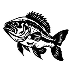 Fishing bass  isolated,Hand-drawn.
