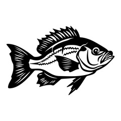 Fishing bass  isolated,Hand-drawn.