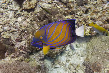 Naklejka na ściany i meble Blue ringed Angelfish fish swim alone in front of coral reef in underwater deep blue sea landscape with rock background