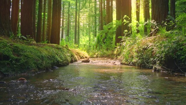 Stream flowing through a beautiful Sunlit Redwood Forest