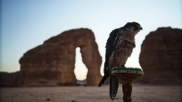 Hawk Perched Near Elephant Rock At Dusk
