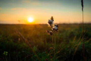 Fleurs blanche au coucher du soleil dans le nord de l'Allemagne