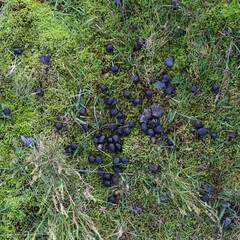 Sheep droppings - livestock poop organic manure