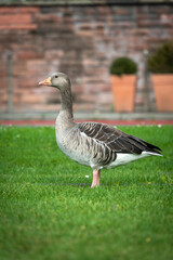 Une oie dans le centre d'Hambourg sur une esplanade en gazon