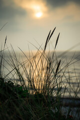 Herbes en premier devant un coucher de soleil sur la mer Baltique