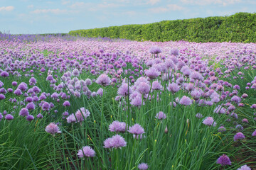 Selective focus Allium schoenoprasum flowers in field, plants in the mint family of Lamiaceae, in the garden. Nature floral pattern background