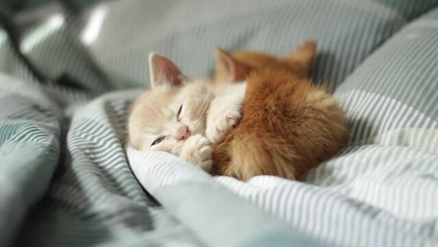 Two cute kittens sleeping