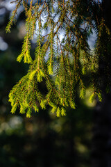 green spurce fir tree branches in natural light closeup view