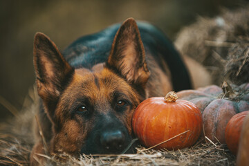 autumn photos, German Shepherd lies on the hay with pumpkins