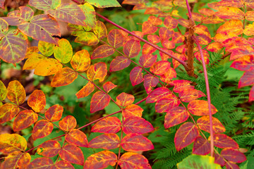 Bright autumn foliage in the forest.