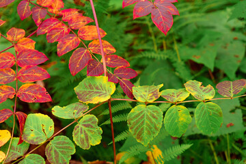 Bright autumn foliage in the forest.